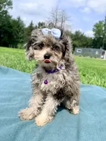 Amber, a female Shihpoo for sale in Norfolk, NE – 5 of 7