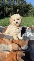 Ty, a male Maltipoo and Shih Tzu for sale in Norfolk, NE – 8 of 9