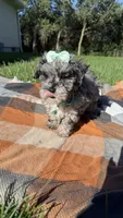 Mia, a female Maltipoo and Shih Tzu for sale in Norfolk, NE – 6 of 9