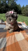Princess , a female Havapoo for sale in Norfolk, NE – 3 of 6