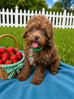 Sammy, a male Shihpoo for sale in Norfolk, NE – 1 of 10