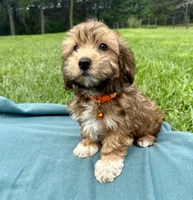 Drew, a male Havanese for sale in Norfolk, NE – 6 of 6