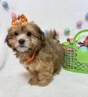Nellie , a female Havanese for sale in Norfolk, NE – Photo 1 of 7