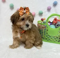 Nellie , a female Havanese for sale in Norfolk, NE – Photo 2 of 7
