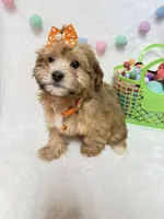 Nellie , a female Havanese for sale in Norfolk, NE – Photo 5 of 7