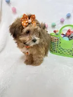 Nellie , a female Havanese for sale in Norfolk, NE – Photo 4 of 7