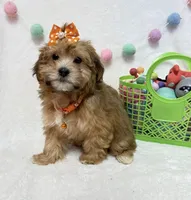 Nellie , a female Havanese for sale in Norfolk, NE – Photo 3 of 7