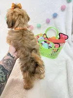 Nellie , a female Havanese for sale in Norfolk, NE – Photo 7 of 7