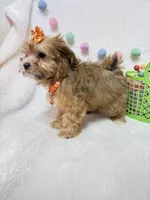 Nellie , a female Havanese for sale in Norfolk, NE – Photo 6 of 7