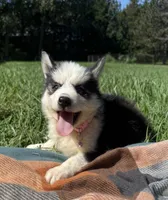 Ruby , a female Pomsky for sale in Norfolk, NE – 2 of 8