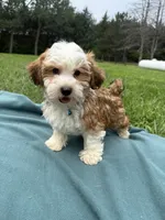 Garrett , a male Havanese for sale in Norfolk, NE – 6 of 10