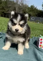 Cam, a male Pomsky for sale in Norfolk, NE – 2 of 9