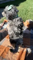 Mia, a female Maltipoo and Shih Tzu for sale in Norfolk, NE – 4 of 9