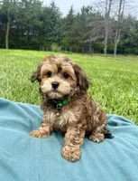 Trigg, a male Havanese for sale in Norfolk, NE – 4 of 6