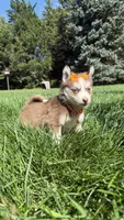 Cookie, a female Pomsky for sale in Norfolk, NE – 6 of 10