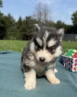 Blue, a male Pomsky for sale in Norfolk, NE – 8 of 10