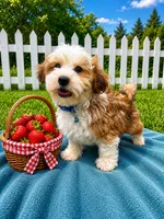 Garrett , a male Havanese for sale in Norfolk, NE – 1 of 10