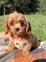 Finn, a male Cavapoo for sale in Norfolk, NE – 2 of 8