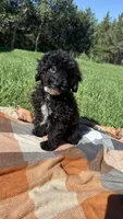 Drew, a male Havapoo for sale in Norfolk, NE – 4 of 9