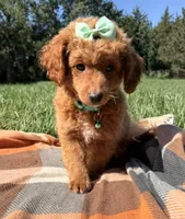 Millie, a female Miniature Goldendoodle for sale in Norfolk, NE – 7 of 7