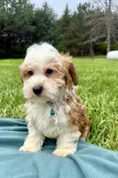 Garrett , a male Havanese for sale in Norfolk, NE – 8 of 10