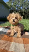 Conner , a male Maltipoo for sale in Norfolk, NE – 2 of 4