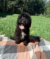 Drew, a male Havapoo for sale in Norfolk, NE – 9 of 9