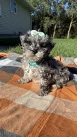 Mia, a female Maltipoo and Shih Tzu for sale in Norfolk, NE – 9 of 9