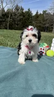 Jasmine , a female Maltese and Havamalt for sale in Norfolk, NE – 2 of 5