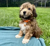 Drew, a male Havanese for sale in Norfolk, NE – 2 of 6
