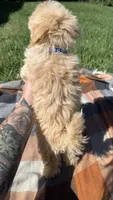 Tuck, a male Havapoo for sale in Norfolk, NE – 6 of 6