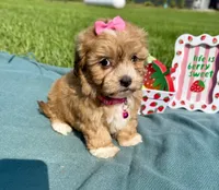 Gemma, a female Havanese for sale in Norfolk, NE – 3 of 8