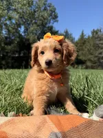 Penny , a female Miniature Goldendoodle for sale in Norfolk, NE – 2 of 7