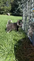 Dolly, a female Pomsky for sale in Norfolk, NE – 8 of 8