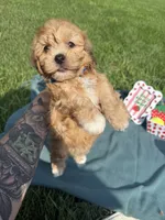 Bear, a male Havanese for sale in Norfolk, NE – 5 of 6
