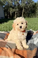 Ty, a male Maltipoo and Shih Tzu for sale in Norfolk, NE – 2 of 9
