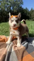 Cookie, a female Pomsky for sale in Norfolk, NE – 3 of 10
