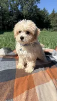 Tuck, a male Havapoo for sale in Norfolk, NE – 2 of 6