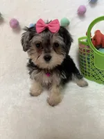 Ruth, a female Morkie for sale in Norfolk, NE – Photo 1 of 7