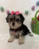 Ruth, a female Morkie for sale in Norfolk, NE – Photo 3 of 7