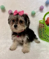 Ruth, a female Morkie for sale in Norfolk, NE – Photo 4 of 7