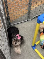 Ruth, a female Morkie for sale in Norfolk, NE – Photo 5 of 7