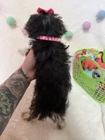 Ruth, a female Morkie for sale in Norfolk, NE – Photo 6 of 7