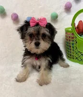 Ruth, a female Morkie for sale in Norfolk, NE – Photo 2 of 7