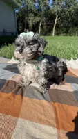 Mia, a female Maltipoo and Shih Tzu for sale in Norfolk, NE – 7 of 9