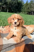 Mochi, a male Cavapoo for sale in Norfolk, NE – 5 of 9