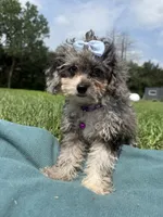 Amber, a female Shihpoo for sale in Norfolk, NE – 7 of 7