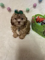 Addie, a female Havanese and Shih Tzu for sale in Norfolk, NE – Photo 3 of 7