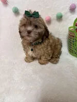 Addie, a female Havanese and Shih Tzu for sale in Norfolk, NE – Photo 7 of 7