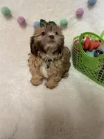 Addie, a female Havanese and Shih Tzu for sale in Norfolk, NE – Photo 6 of 7